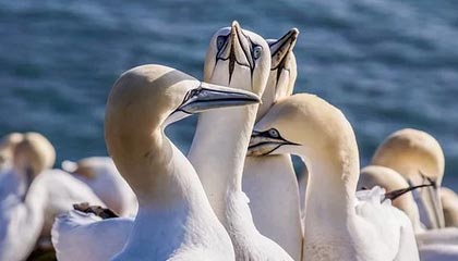 开云平台-阿尔巴尼亚女篮在欧洲锦标赛中表现亮眼，成功突围，阿尔巴尼亚欧洲杯