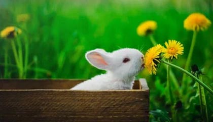 kaiyun官方入口登录-IG新赛季启用双打野战术，追求多变节奏，ig首发打野